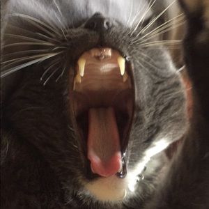 Meet your Posher, Diego